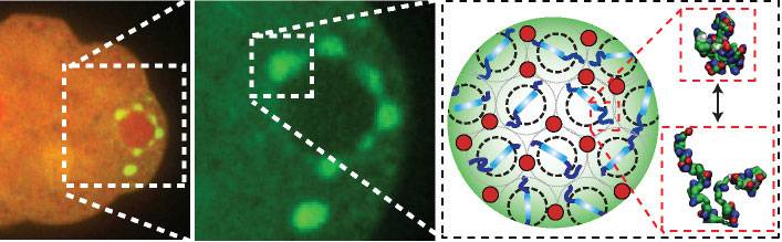 Research imagery of organelles