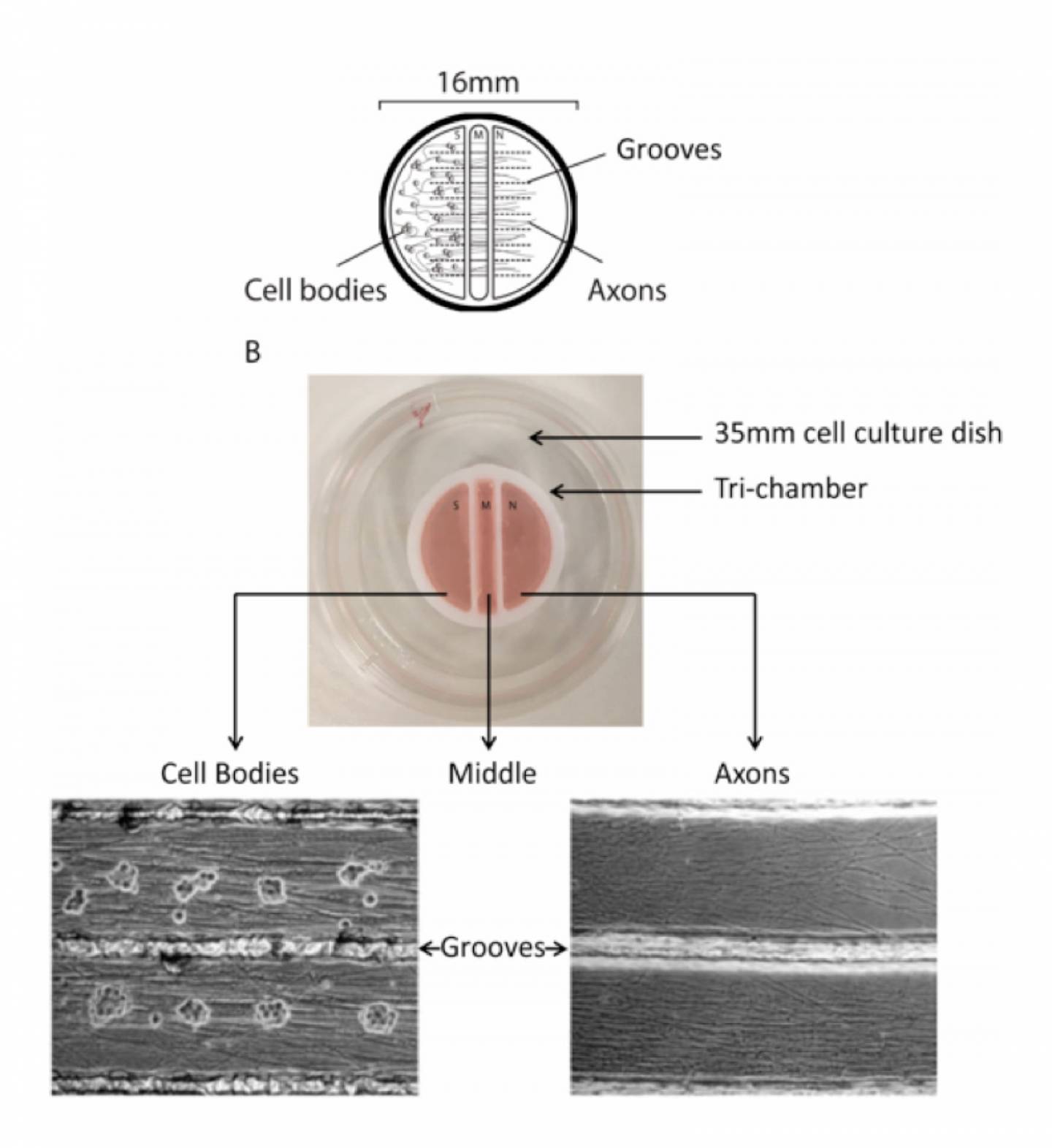 Modified Campenot tri-chamber