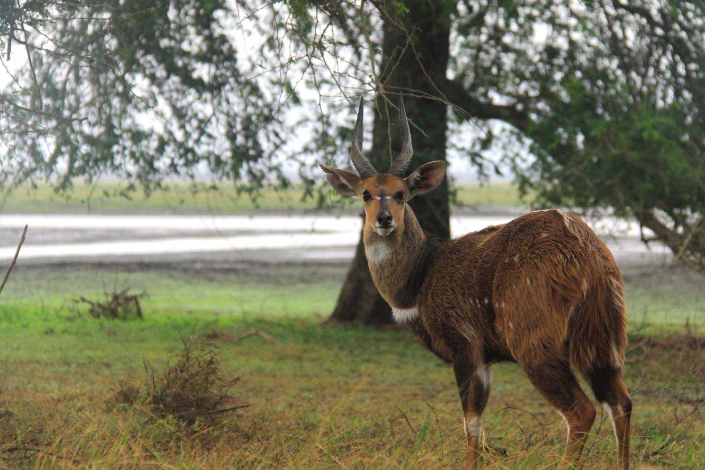 A bushbuck
