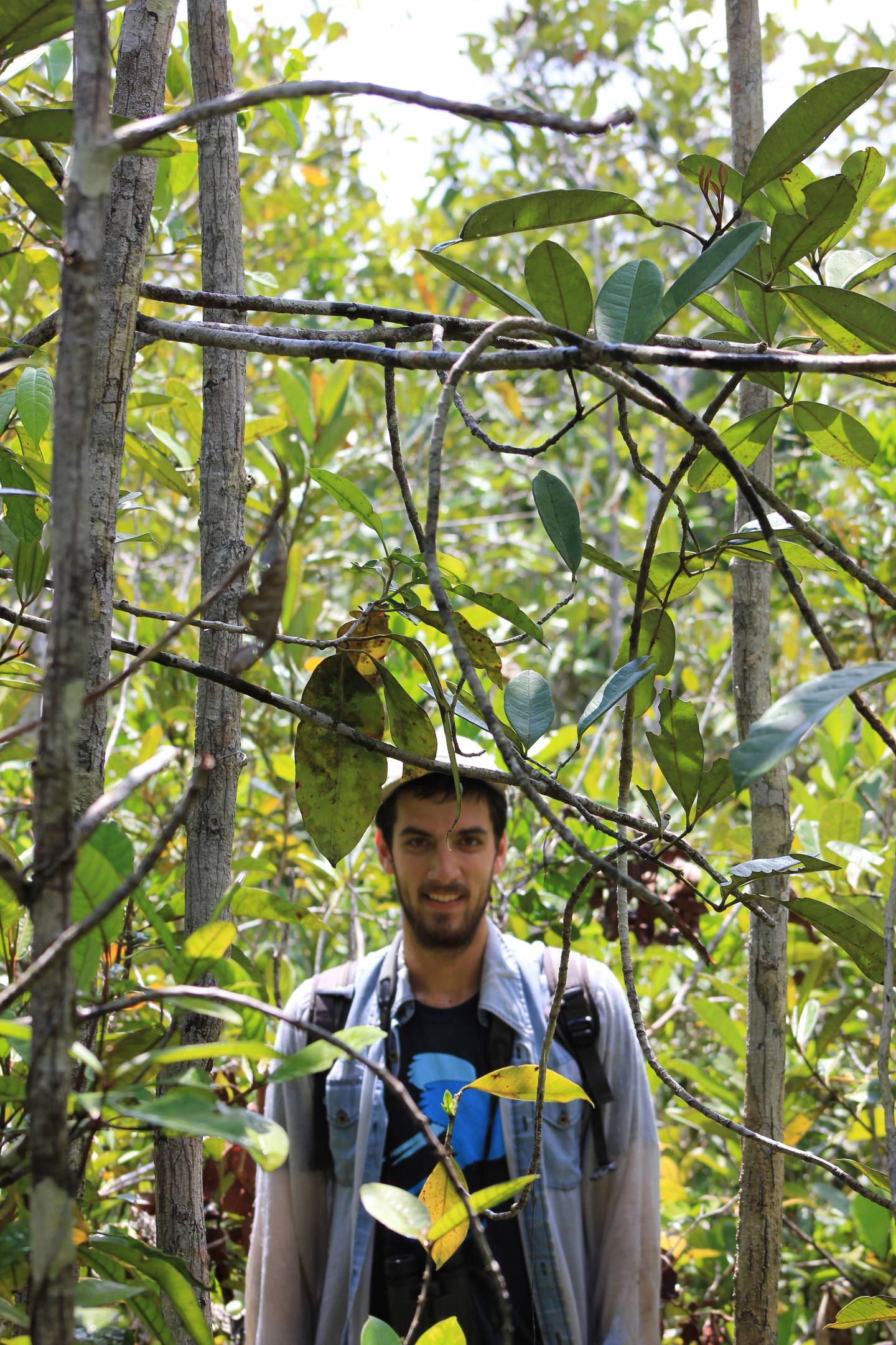 Socolar with a stunted plant