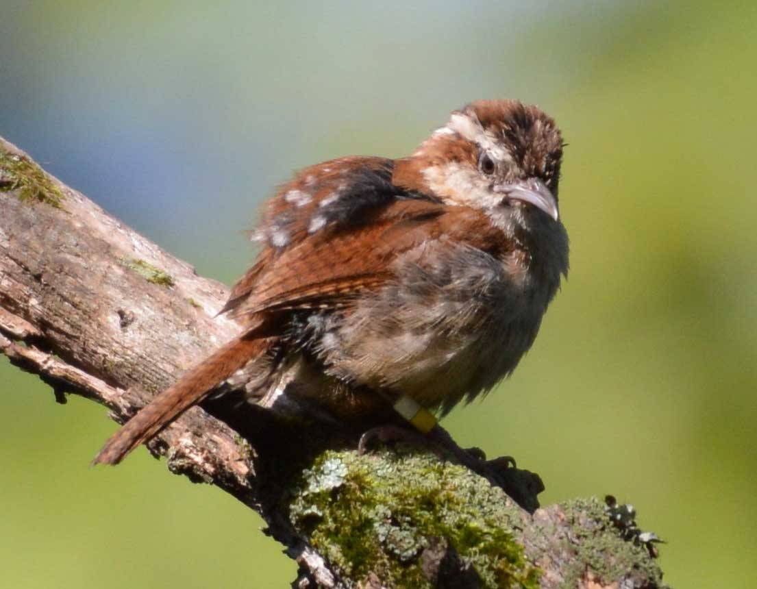 Carolina wren