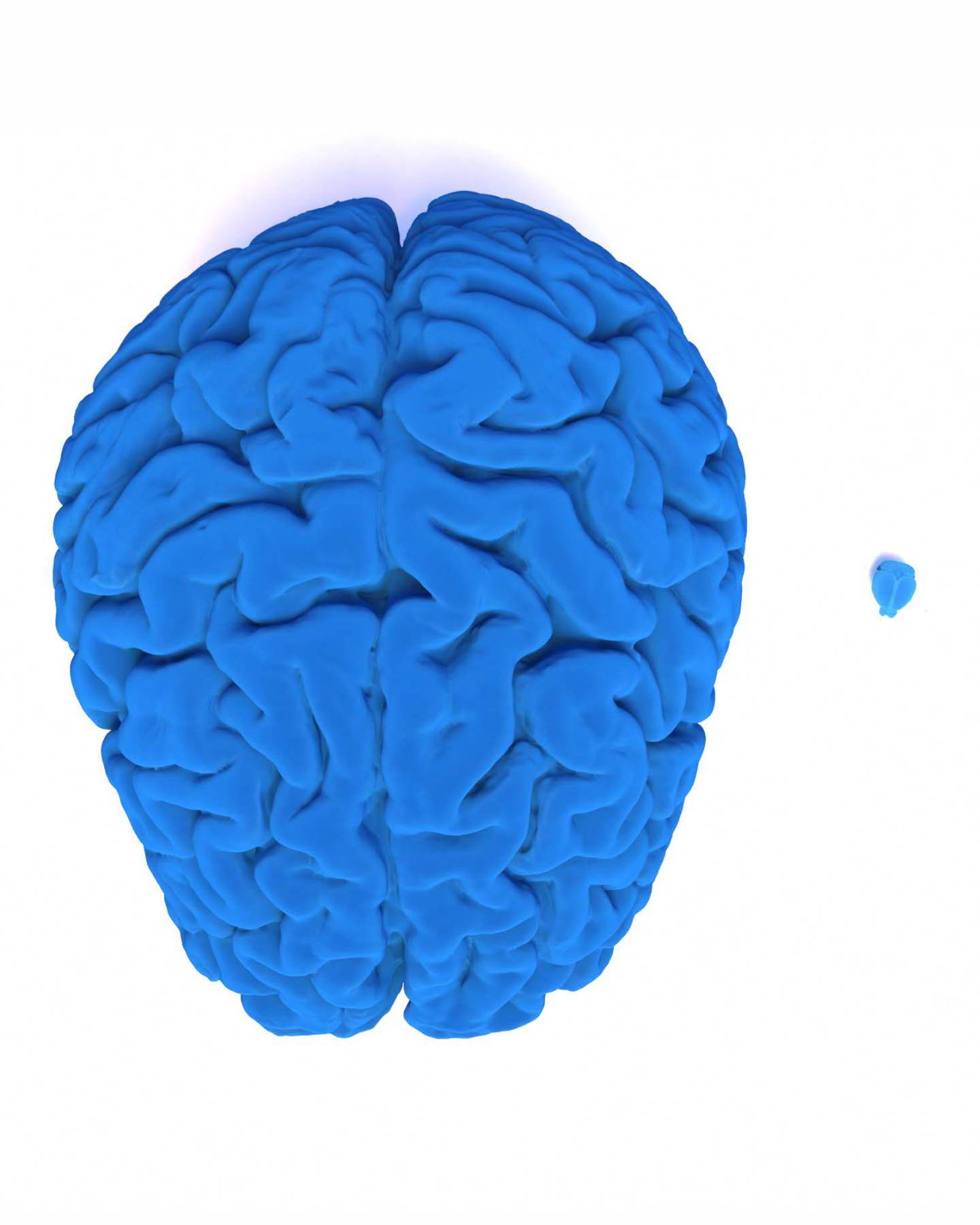 If a human brain were the size of a walnut, a mouse brain would be the size of a fruit fly or poppyseed.